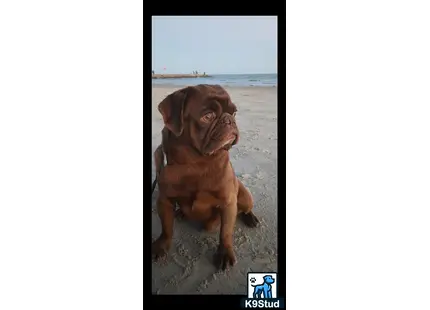 a pug dog on a beach